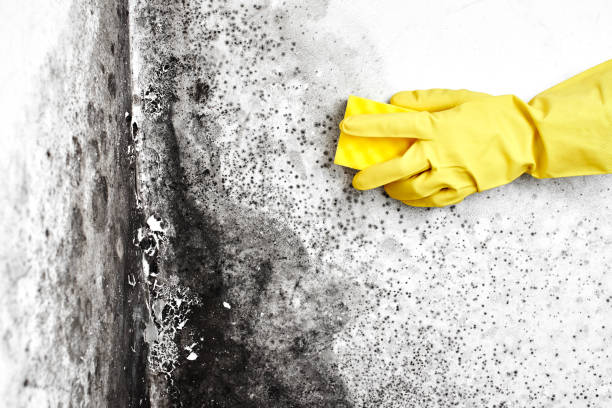 Best HVAC Mold Inspection and Cleaning  in Kyle, SD