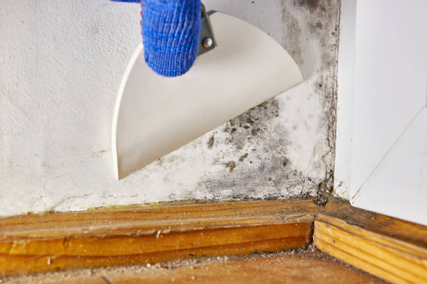 Best Black Mold Removal  in Kyle, SD